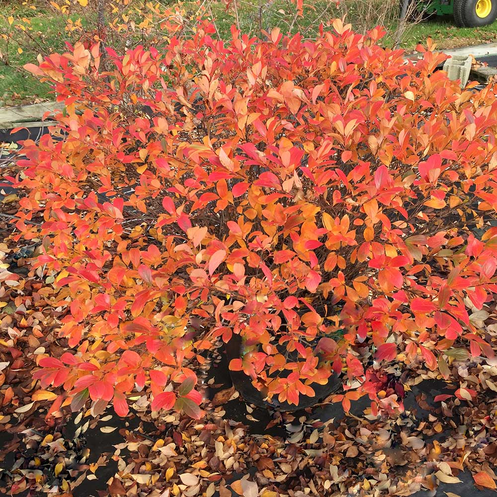 Aronia melanocarpa Low Scape Mound®
