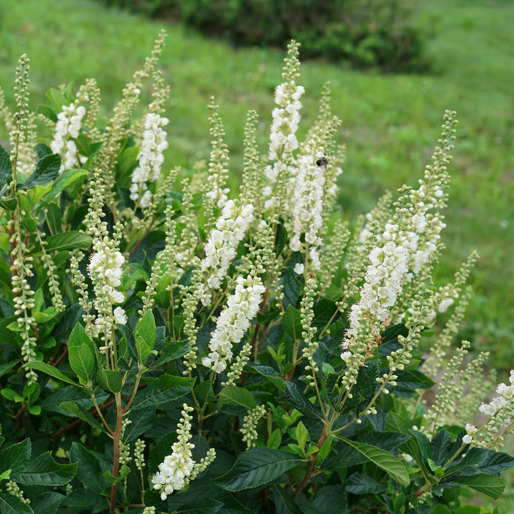 Clethra alnifolia Ripple Effect™ - 1 gallon pot