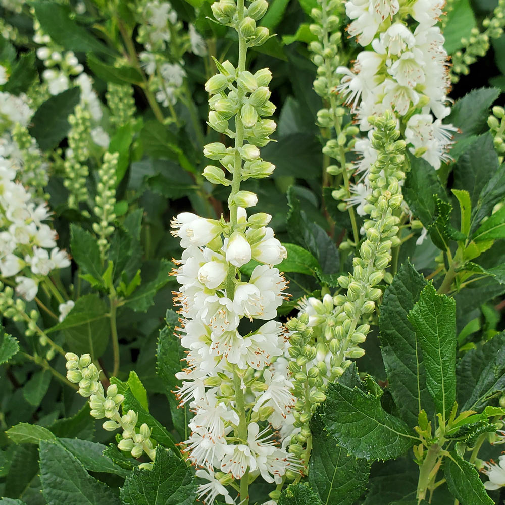 Clethra alnifolia Ripple Effect™ - 1 gallon pot