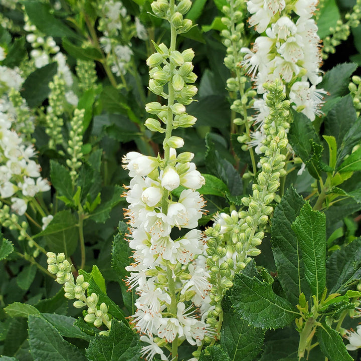 Clethra alnifolia Ripple Effect™ - 1 gallon pot