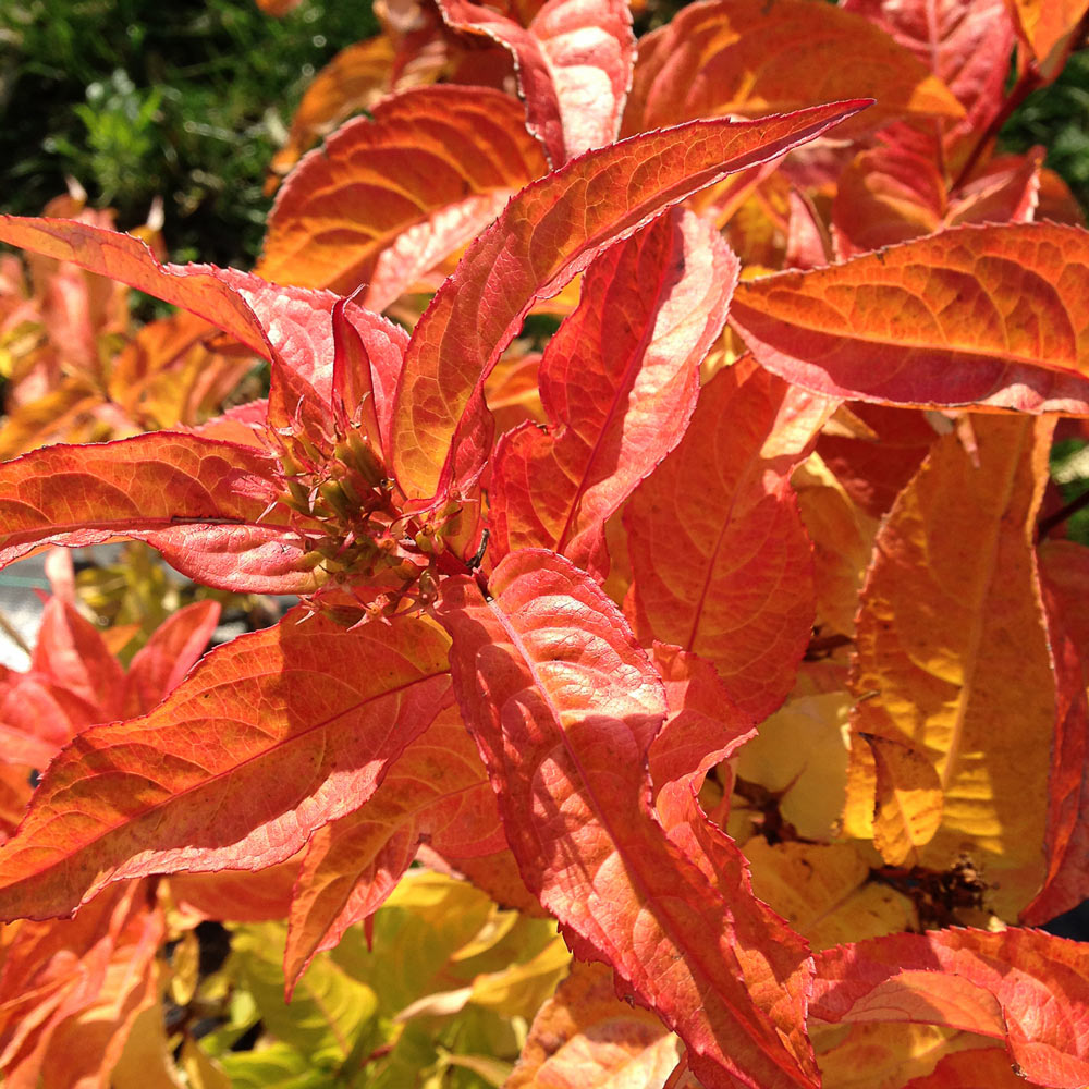 Diervilla Kodiak® Orange