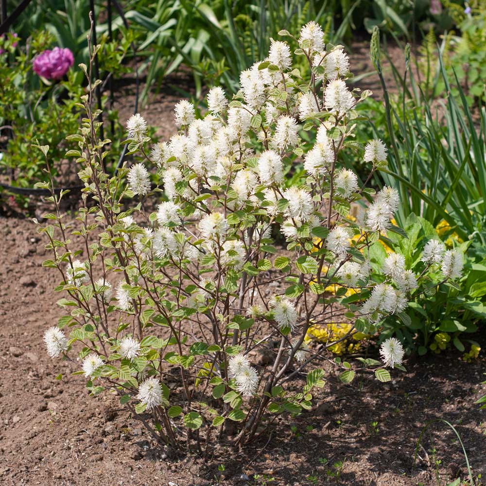 Fothergilla x intermedia 'Mount Airy'