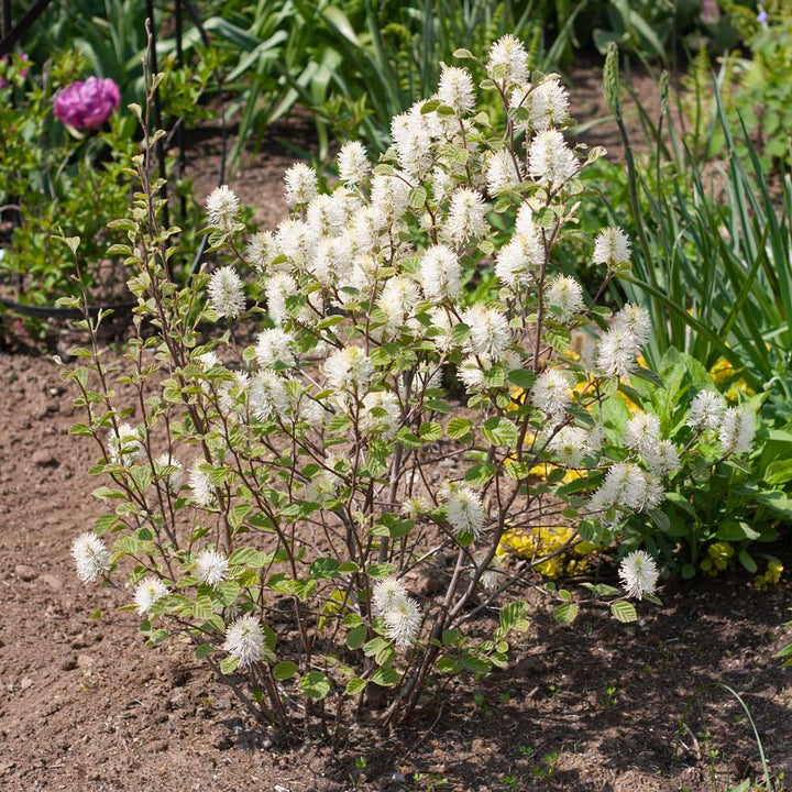Fothergilla x intermedia 'Mount Airy'