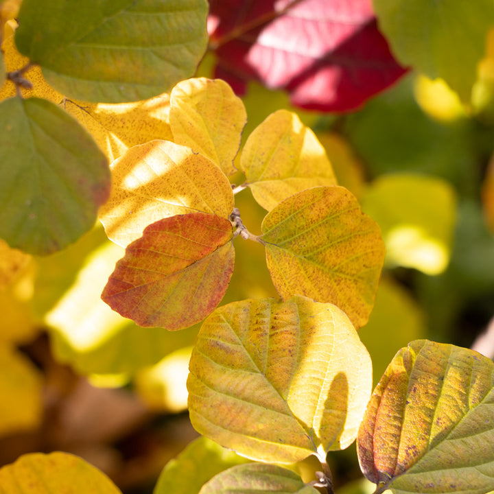 Fothergilla x intermedia 'Mount Airy'