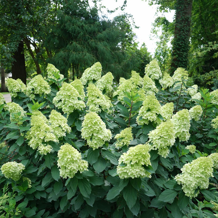 Hydrangea paniculata Limelight Prime®