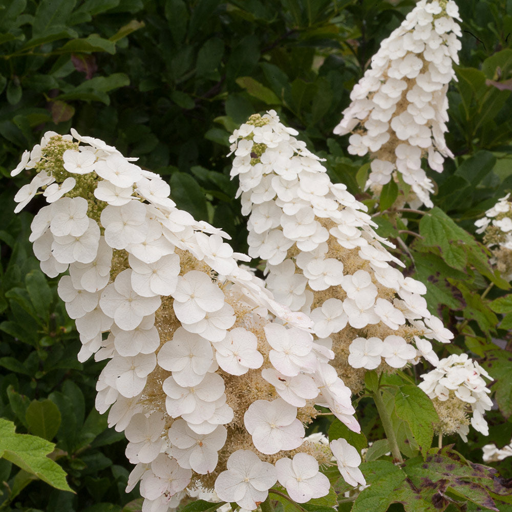 Hydrangea quercifolia Gatsby Gal®