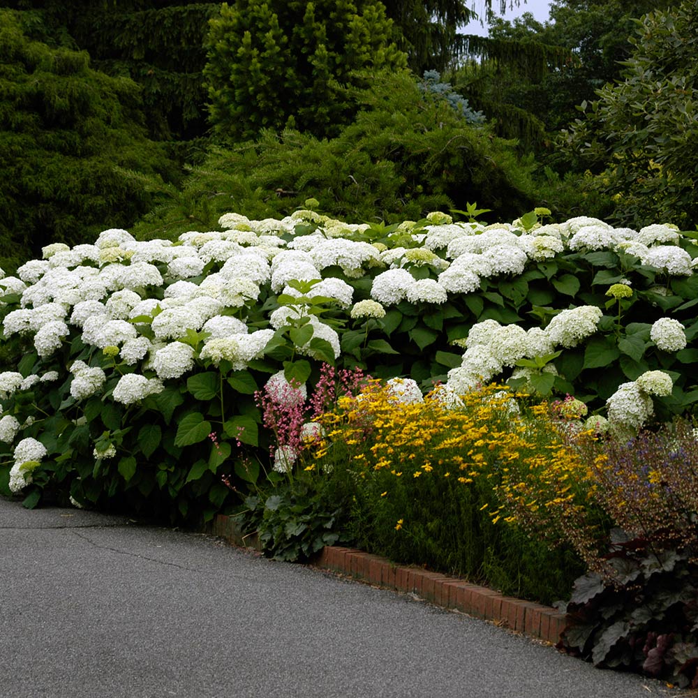 Hydrangea arborescens 'Annabelle'