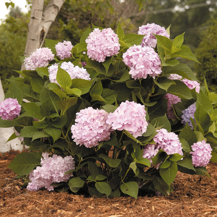 Hydrangea macrophylla Endless Summer®