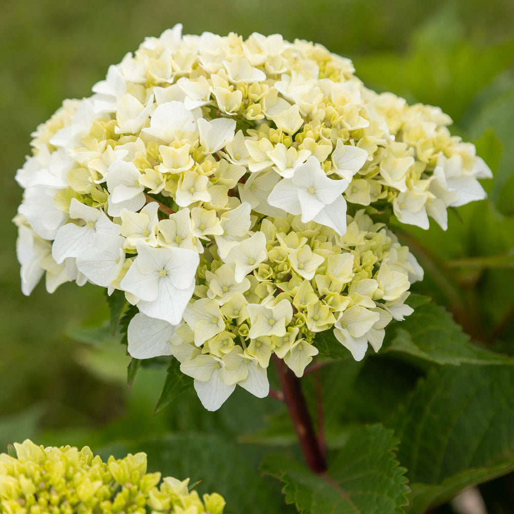 Hydrangea macrophylla Endless Summer® DreamCloud® - 1 gallon pot