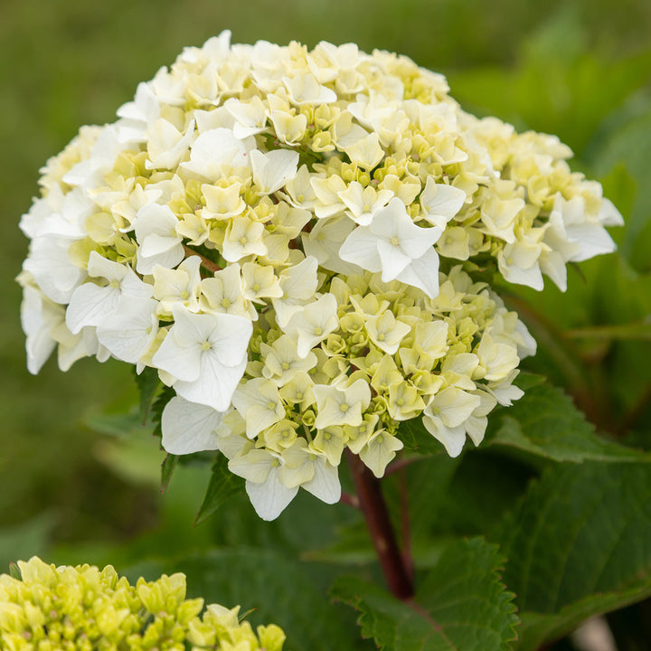 Hydrangea macrophylla Endless Summer® DreamCloud® - 1 gallon pot