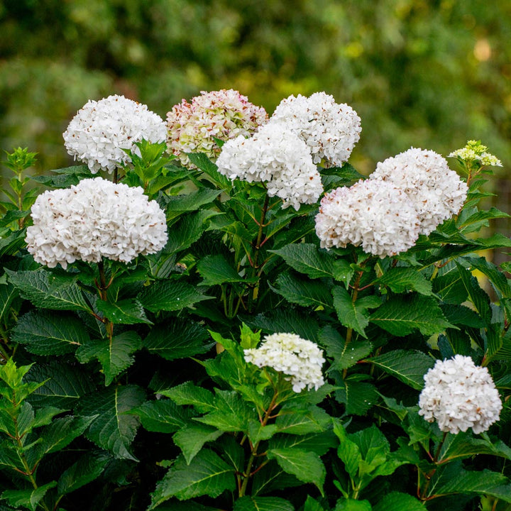 Hydrangea macrophylla Endless Summer® DreamCloud® - 1 gallon pot