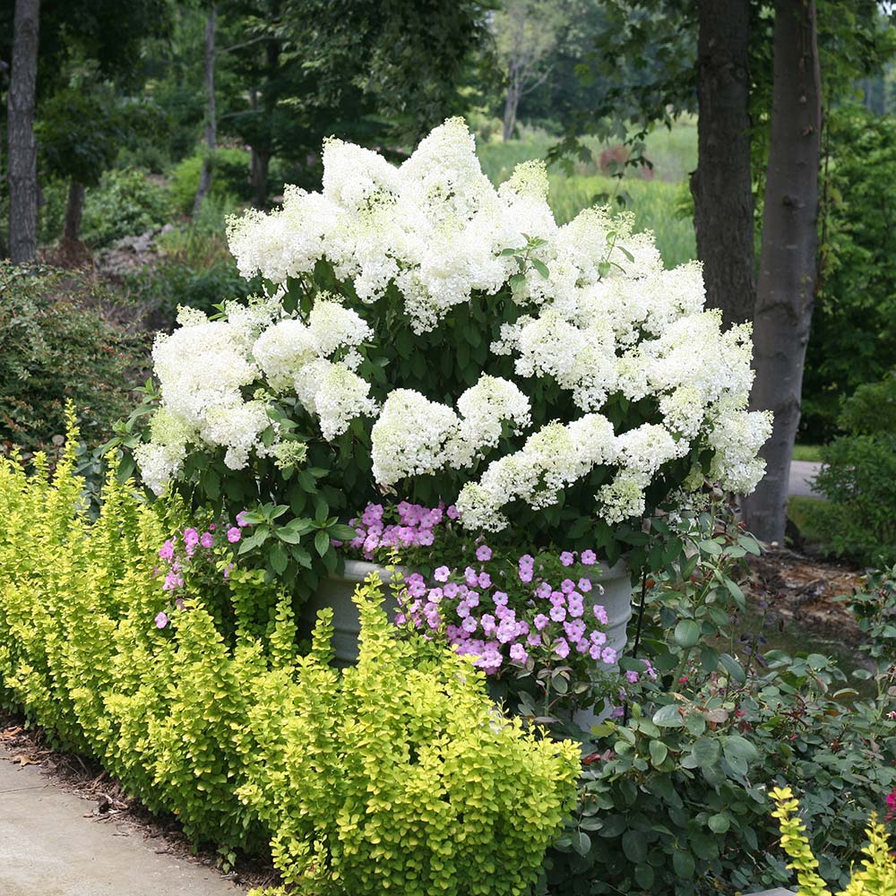 Hydrangea paniculata Bobo®