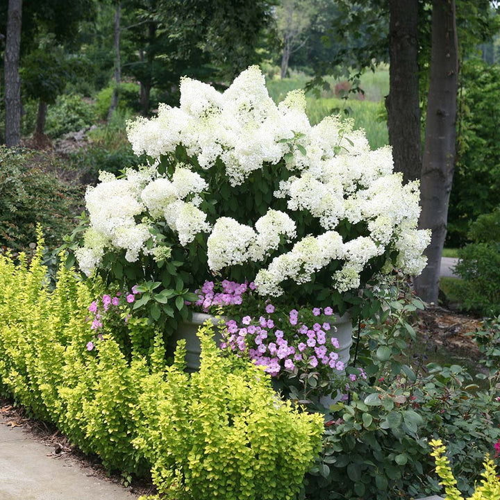 Hydrangea paniculata Bobo®
