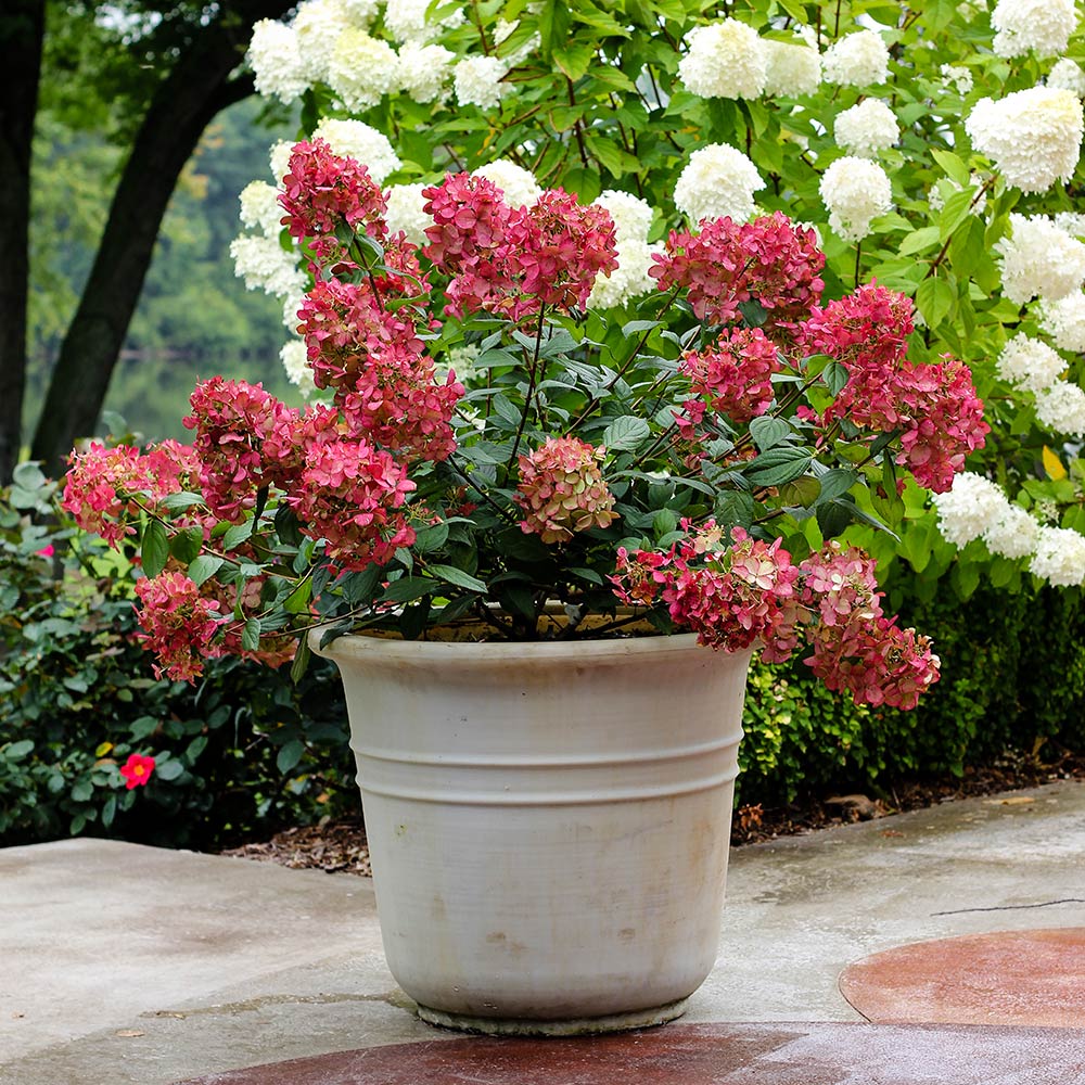 Hydrangea paniculata Fire Light®