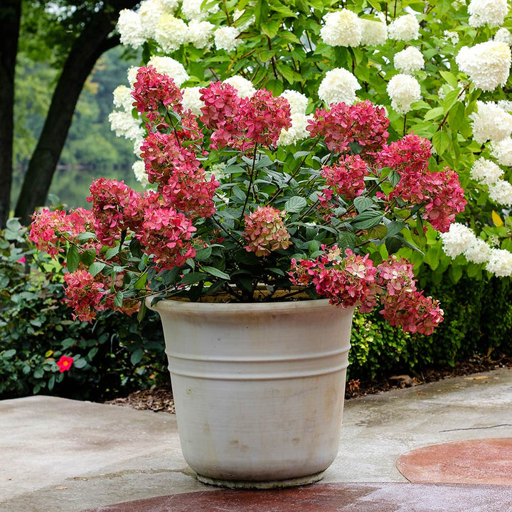 Hydrangea paniculata Fire Light®