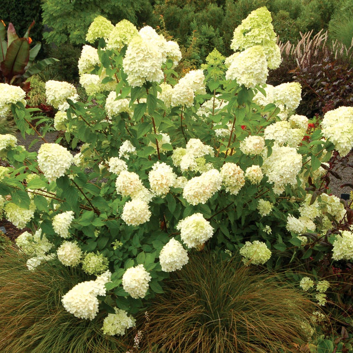 Hydrangea paniculata 'Limelight'
