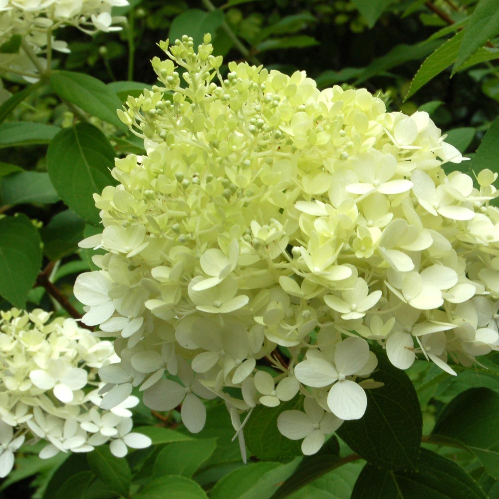 Hydrangea paniculata 'Limelight'