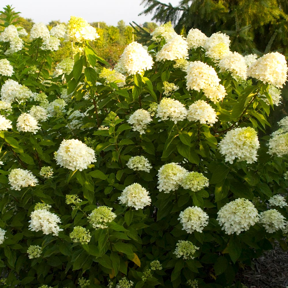 Hydrangea paniculata 'Limelight'