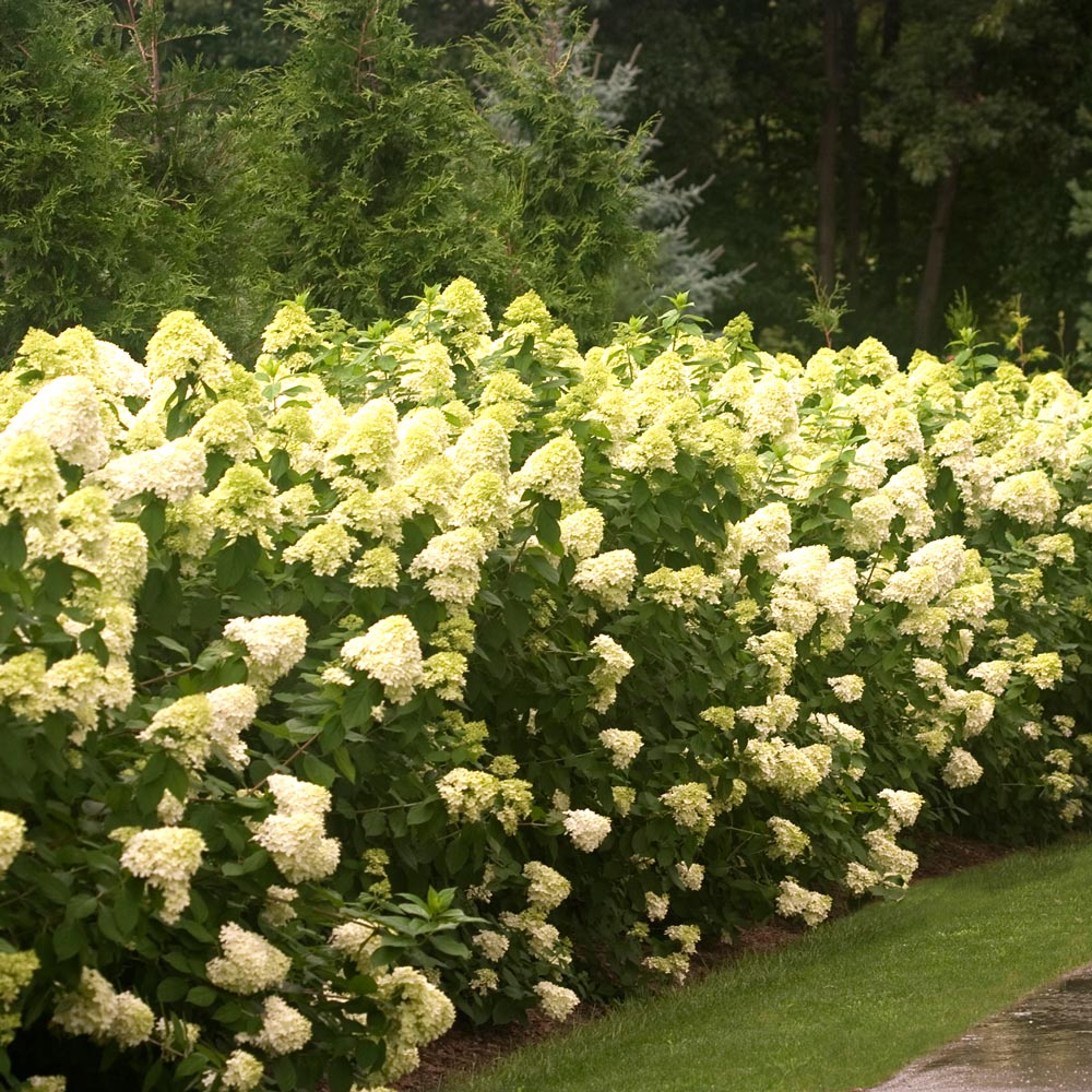 Hydrangea paniculata 'Limelight'