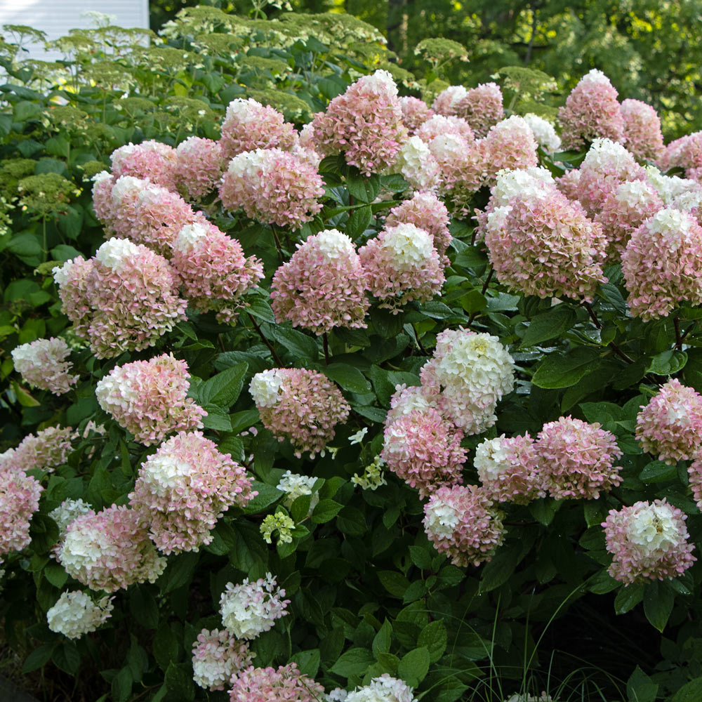 Hydrangea paniculata Little Lime Punch®