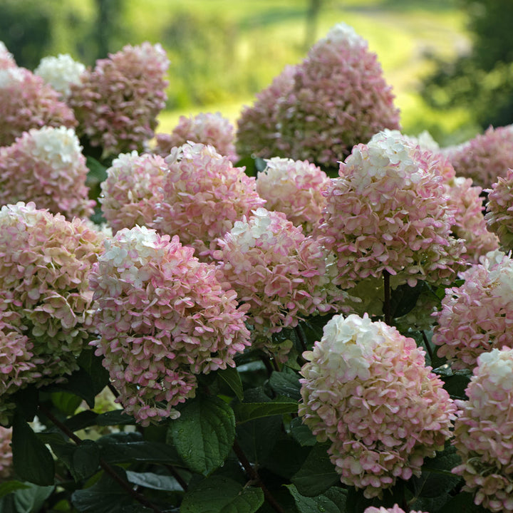 Hydrangea paniculata Little Lime Punch®