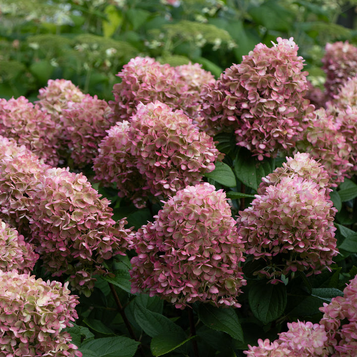Hydrangea paniculata Little Lime Punch®
