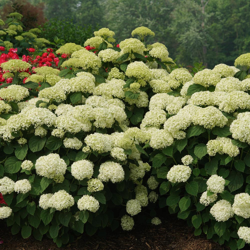 Hydrangea arborescens Incrediball® Storm Proof™