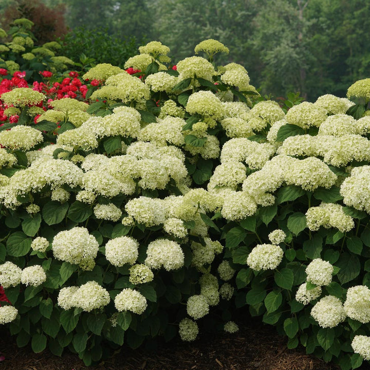 Hydrangea arborescens Incrediball® Storm Proof™