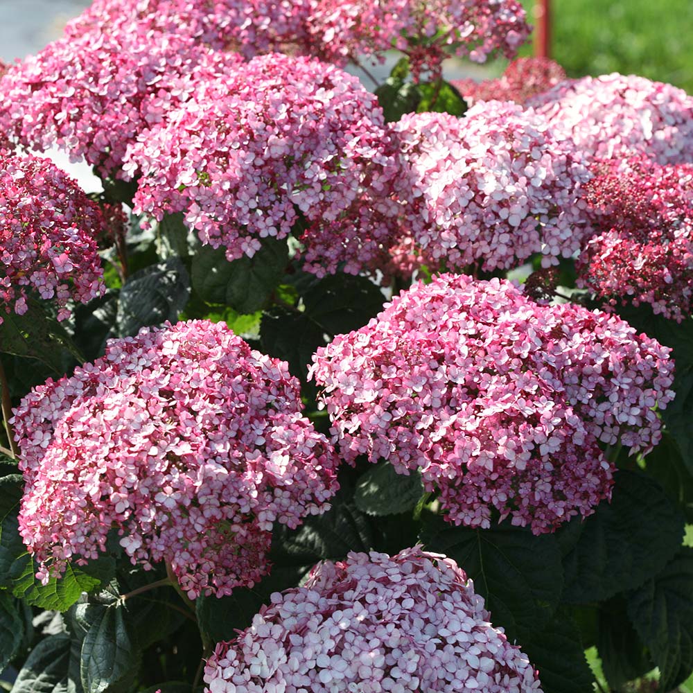 Hydrangea arborescens Incrediball® Blush