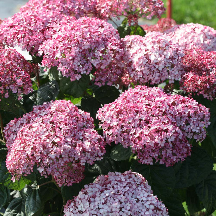 Hydrangea arborescens Incrediball® Blush