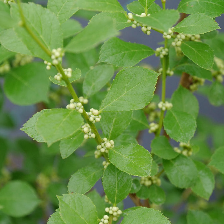 Winterberry Trio - 1 gallon pots