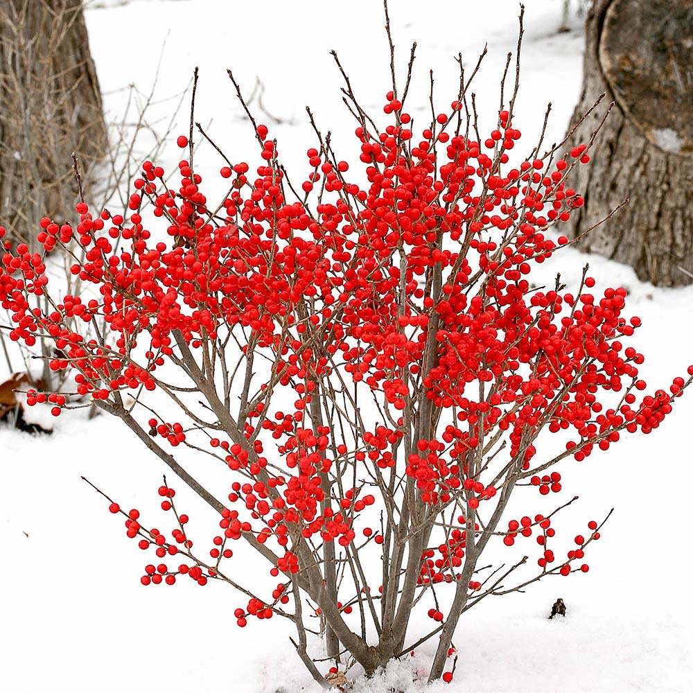 Compact Winterberry Duo