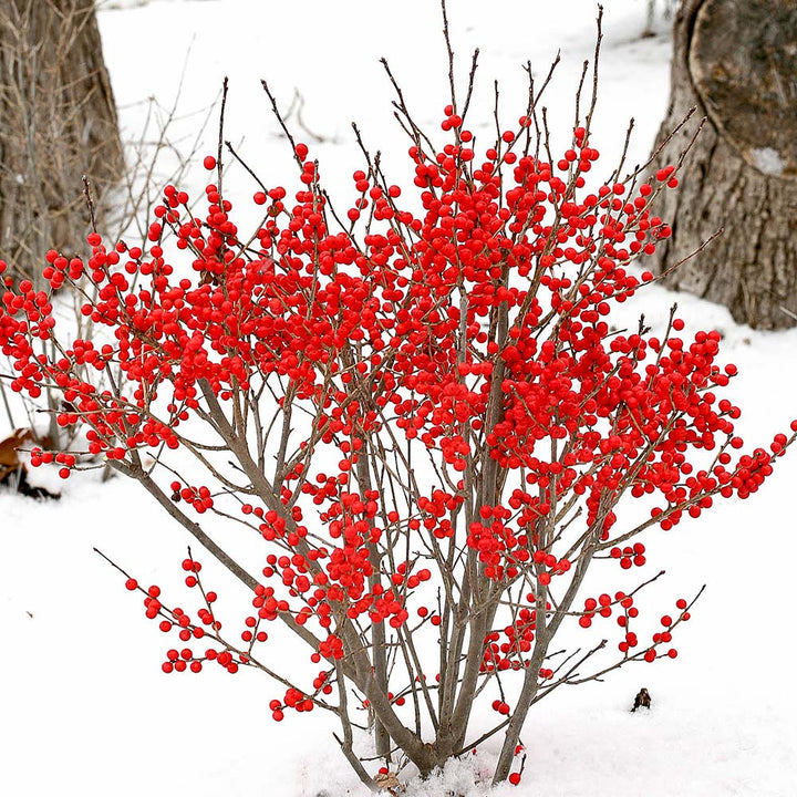 Compact Winterberry Duo