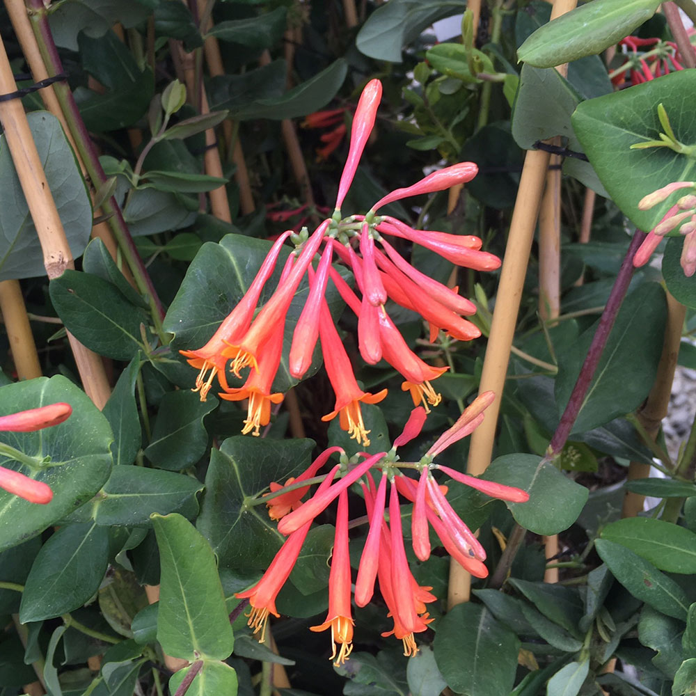Lonicera sempervirens 'Major Wheeler'