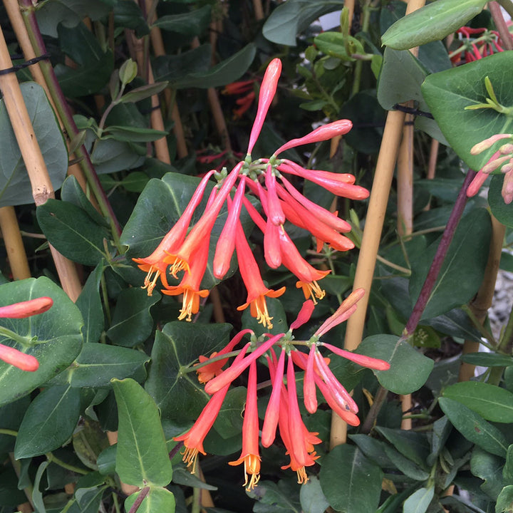 Lonicera sempervirens 'Major Wheeler'