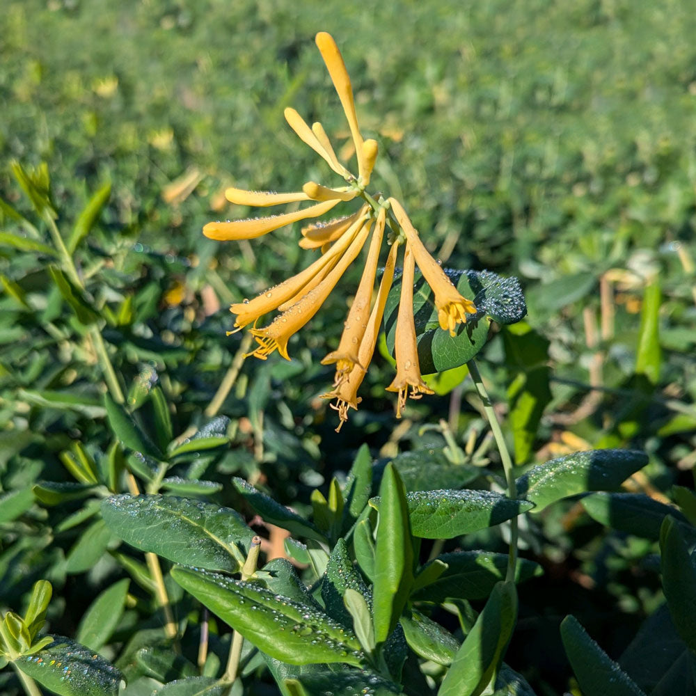 Lonicera sempervirens f. sulphurea 'John Clayton'