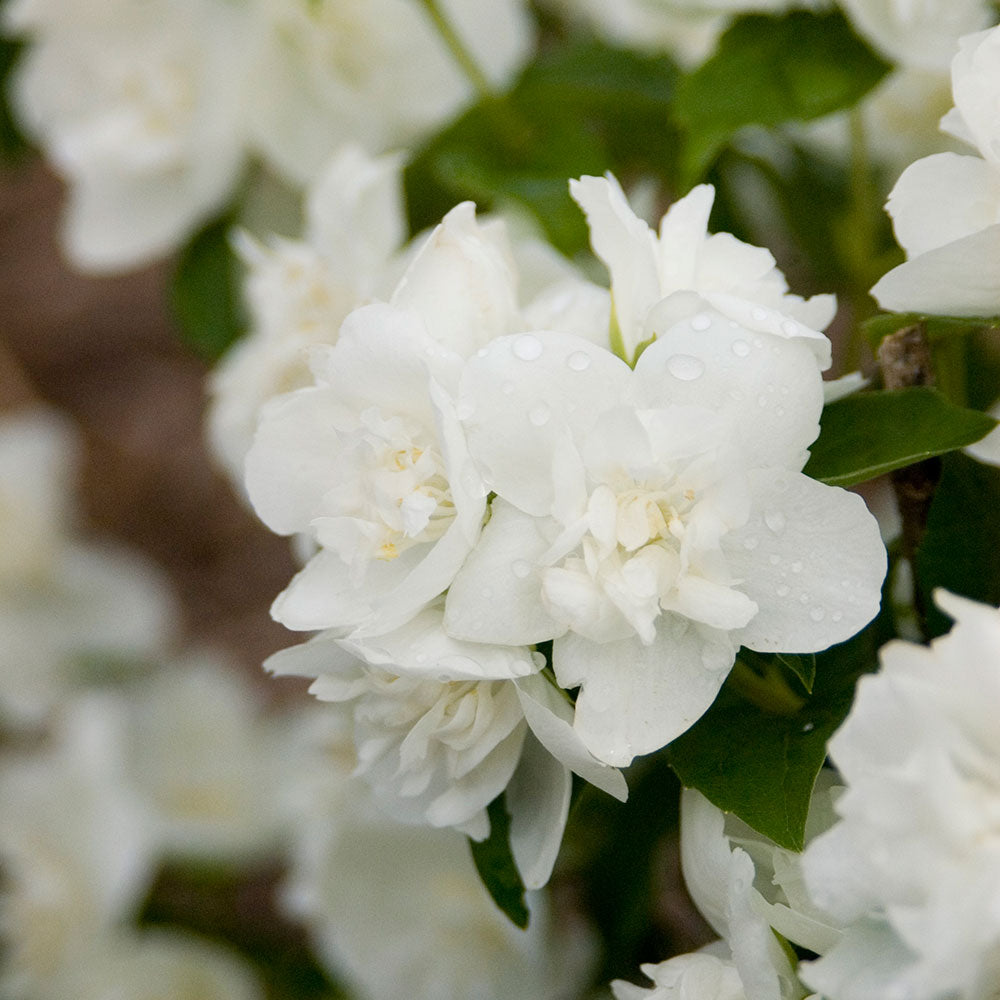 Philadelphus Snow White Sensation®