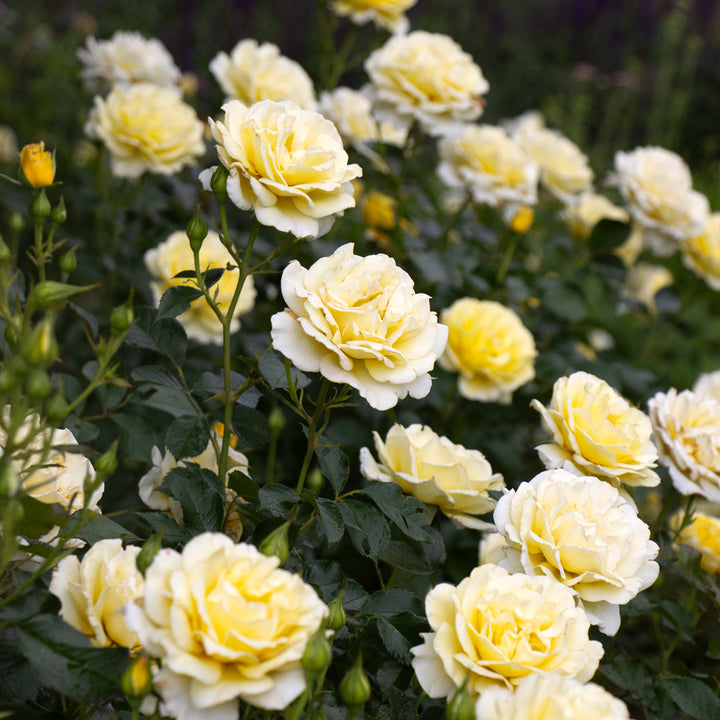 Rose Easy Elegance® Yellow Submarine