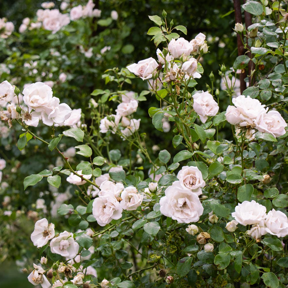 Dawn and Dusk Rose & Clematis Collection