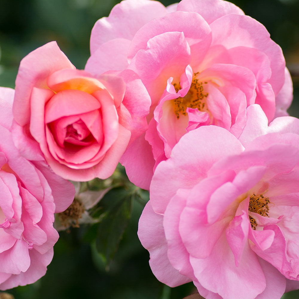 Full Season Color Duo Rose & Clematis Collection