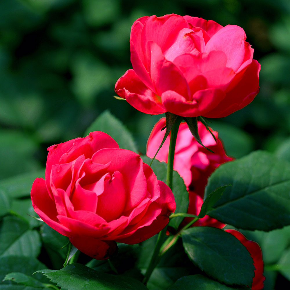 Rose Oso Easy Double Red®