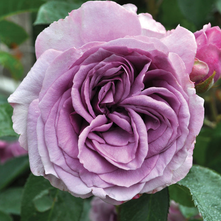 Rose Arborose® Quicksilver™