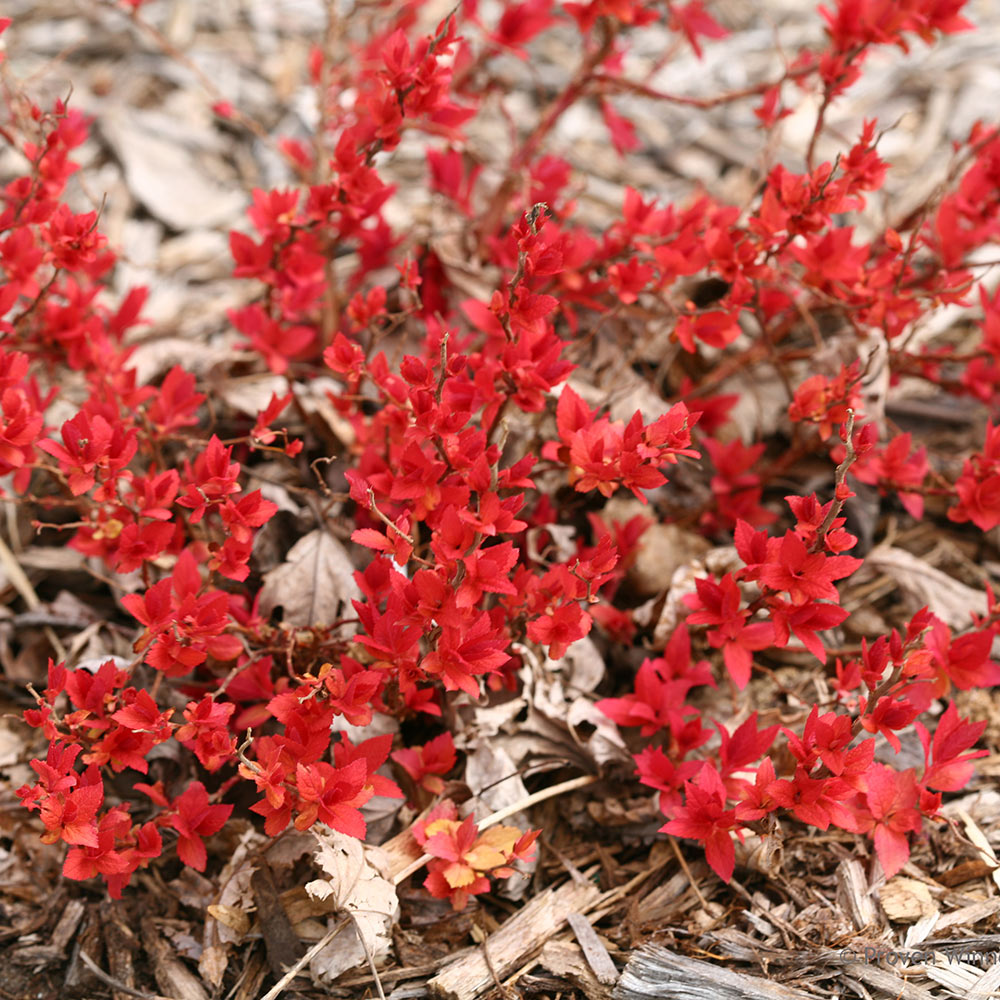 Spiraea japonica Double Play® Candy Corn®