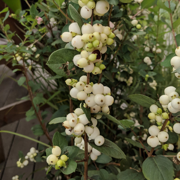 Symphoricarpos doornsbosii Magical® Avalanche