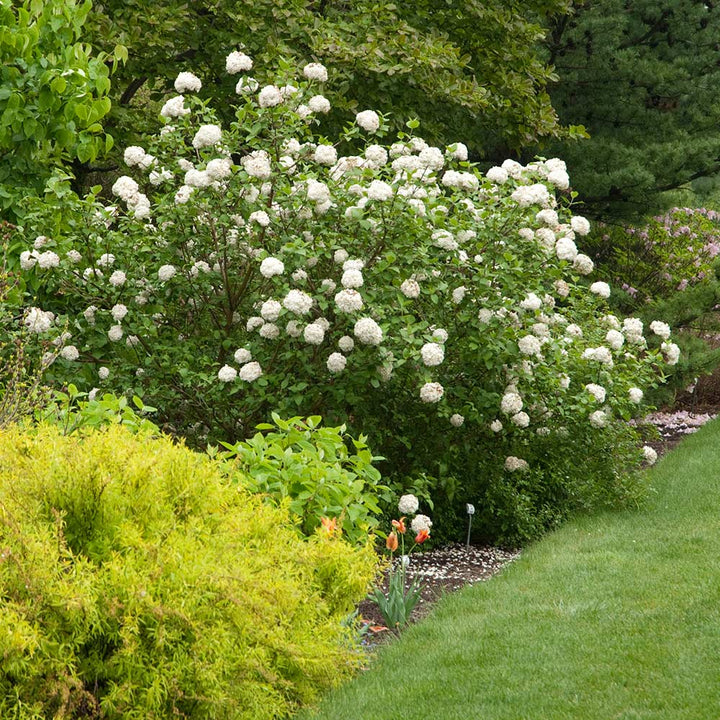 Viburnum carlesii