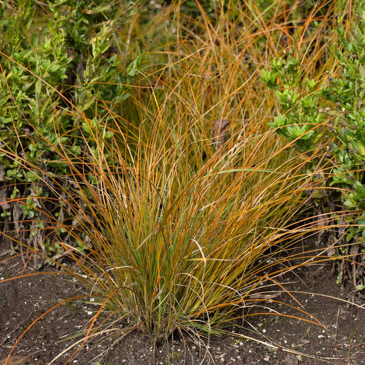 Autumn Tapestry Fall Container Garden