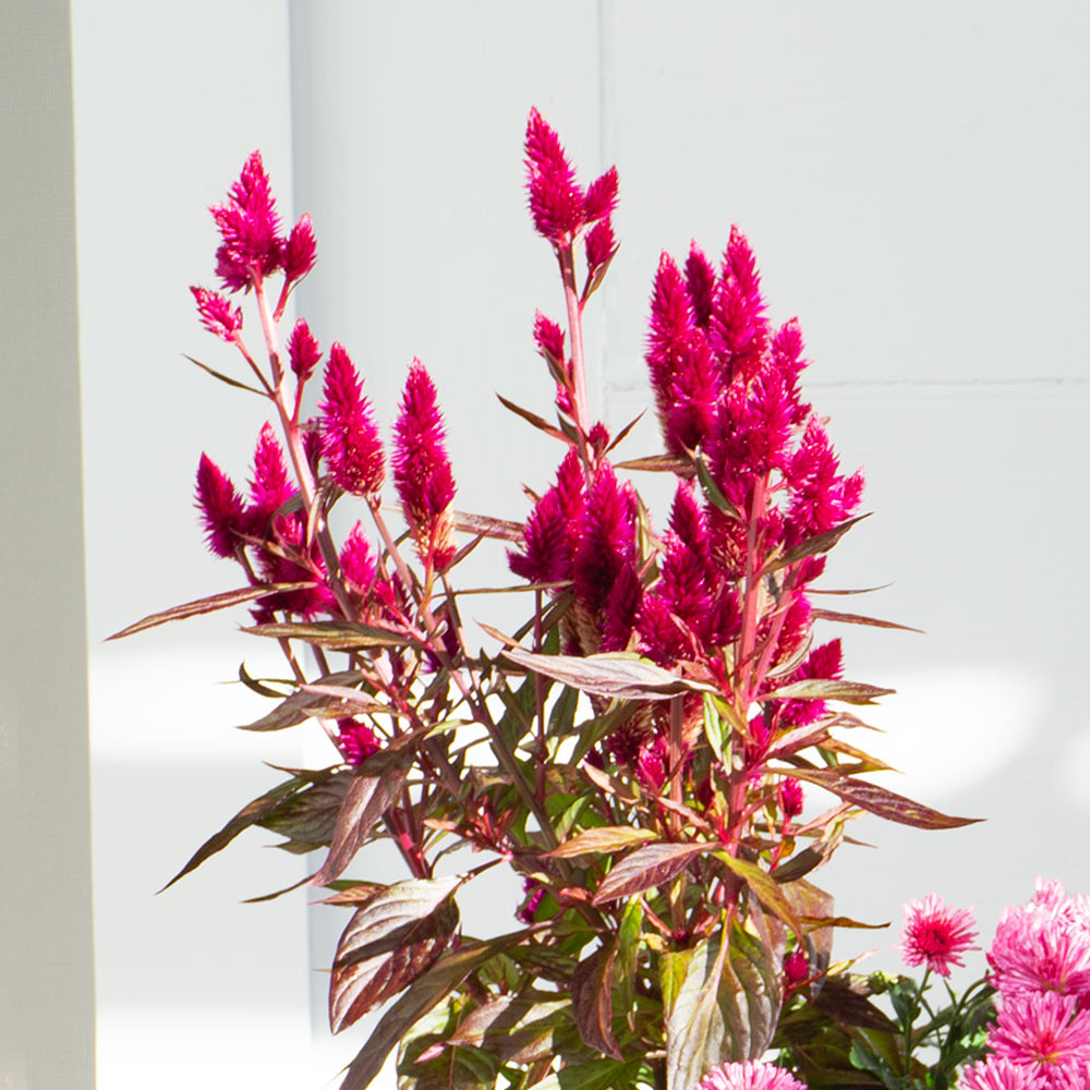 September Sparkler Fall Container Garden