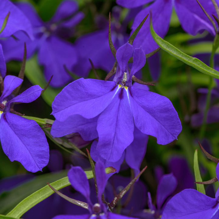 Blue Notes Fall Container Garden