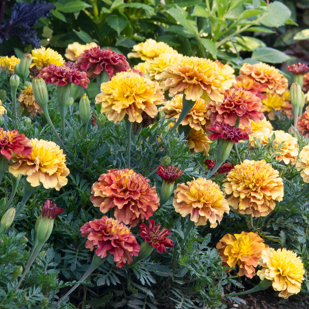Autumn Tapestry Fall Container Garden