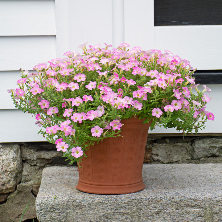 Cockleshell Pot
